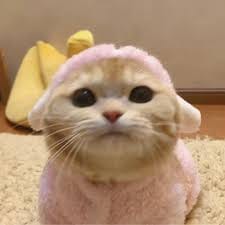 جاویریہ خان avatar